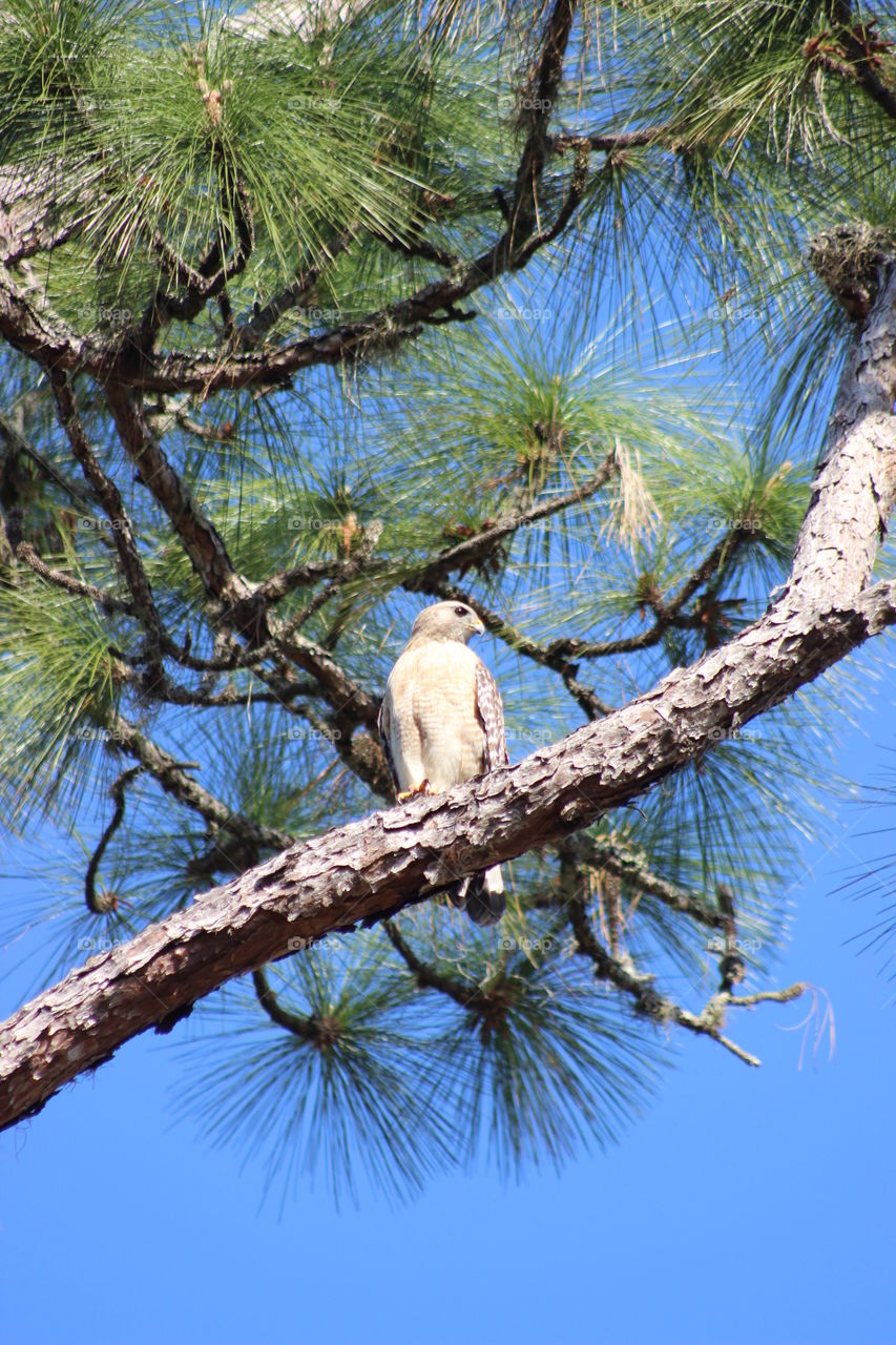 Florida hawk