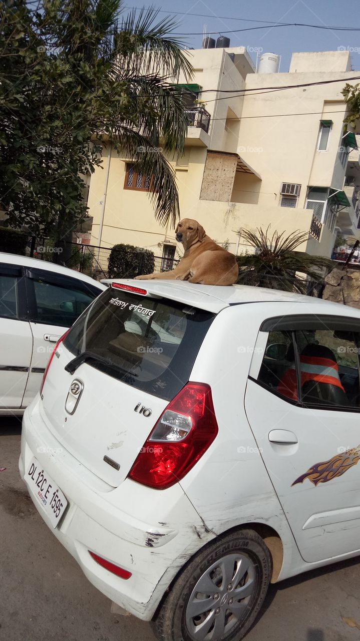 Dog sun basking atop car roof