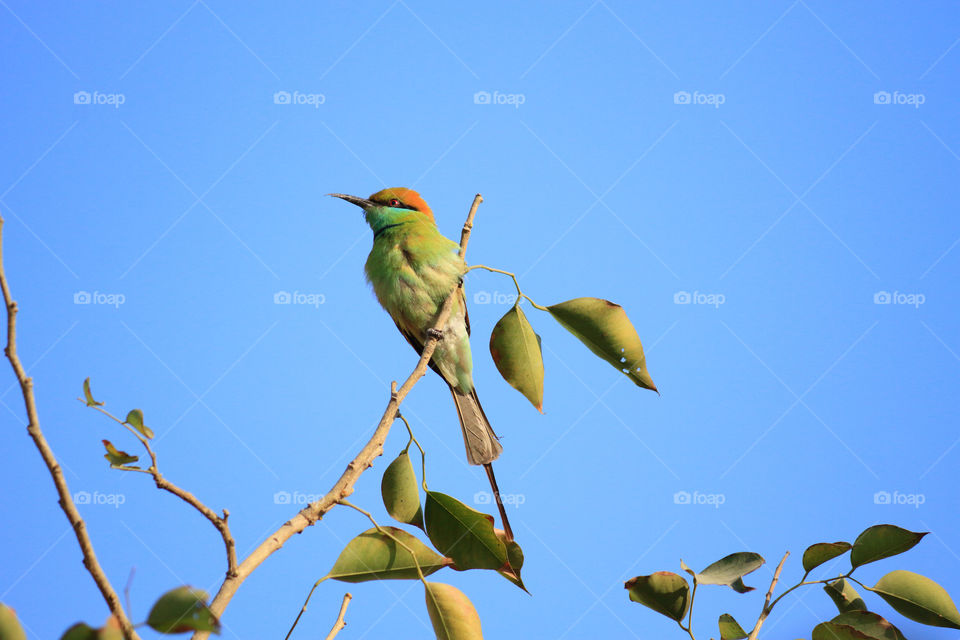 Green bee eater in a tree branch