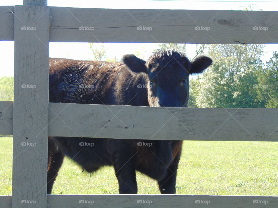 Mammal, Cattle, Cow, Farm, Animal