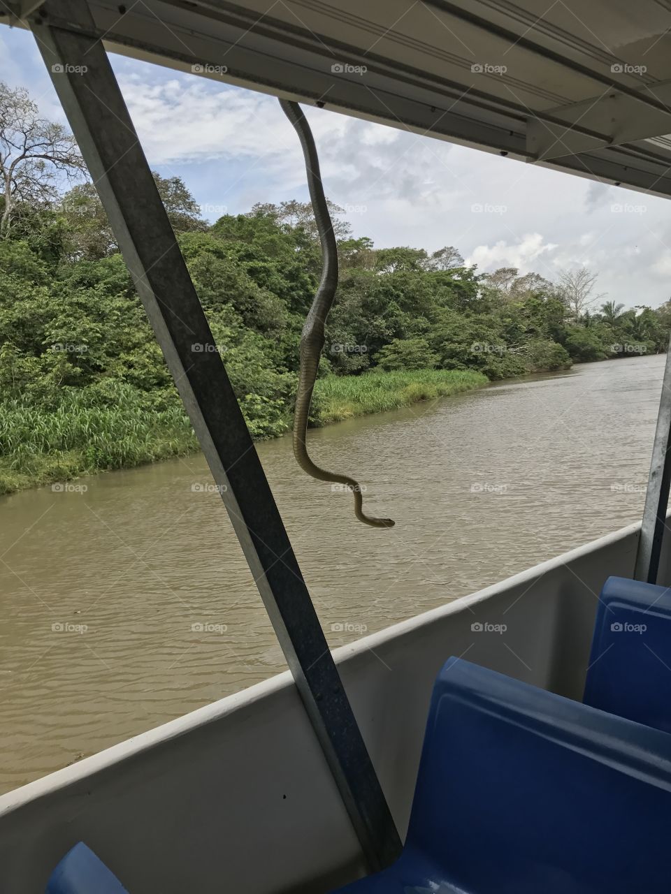 Snake hanging from boat