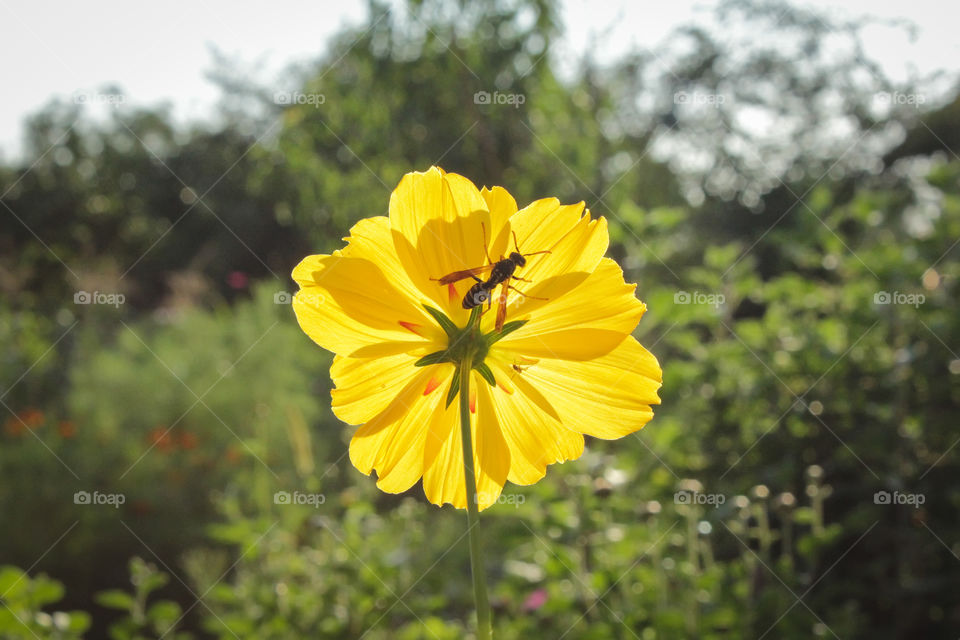 Flower with a bee