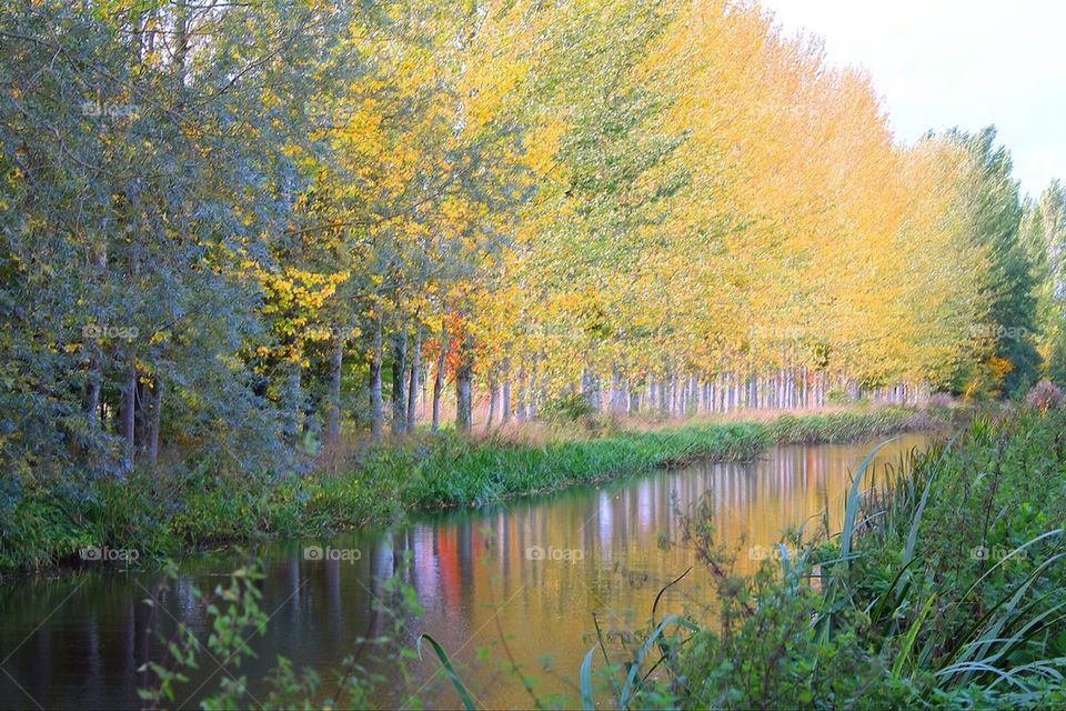 An English Tree Line