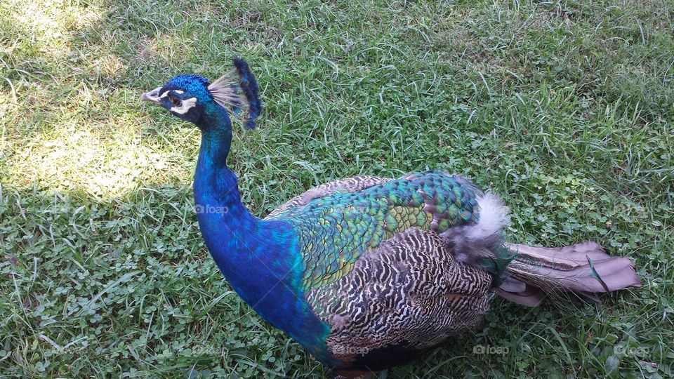 Peacock. beautiful Peacock from Norse, tennessee
