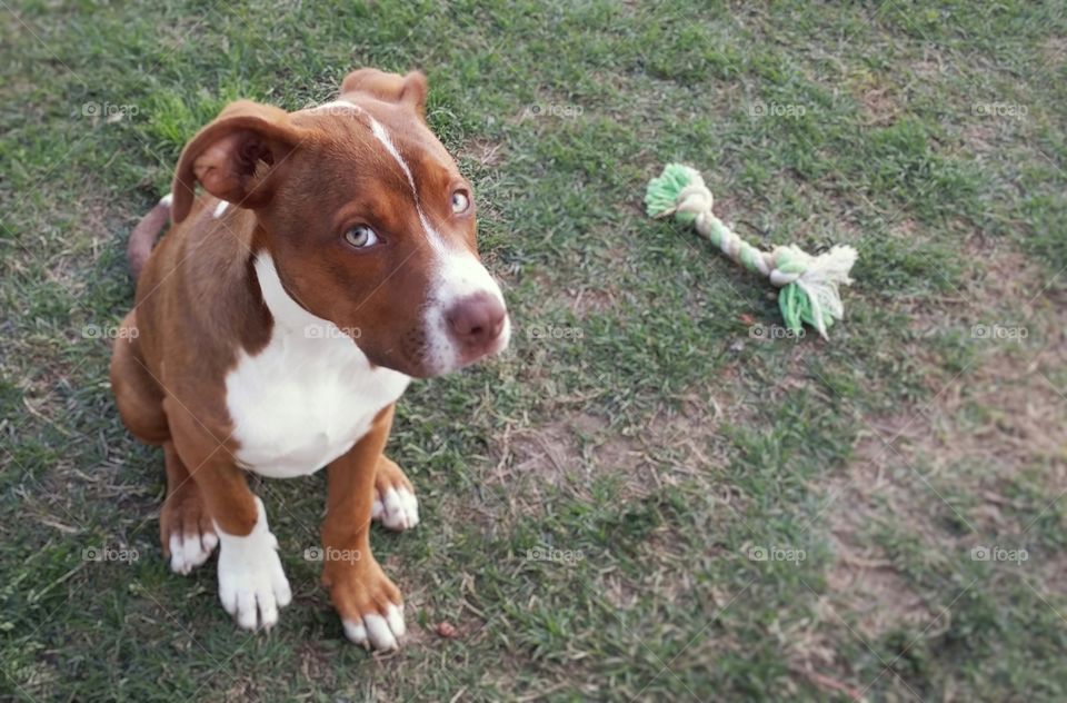 A pit bull Catahoula mix puppy sits beside her rope bone in the grass