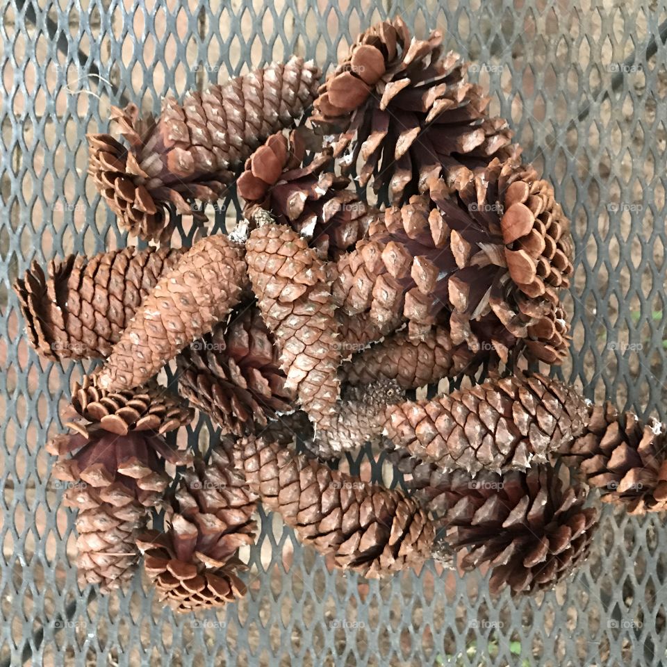 Pine cones 