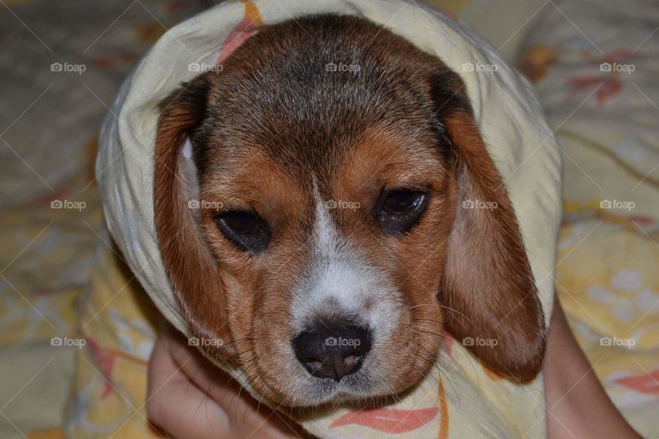 wet beagle