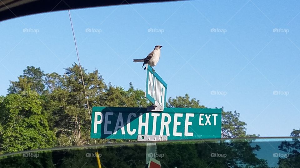 sign perch