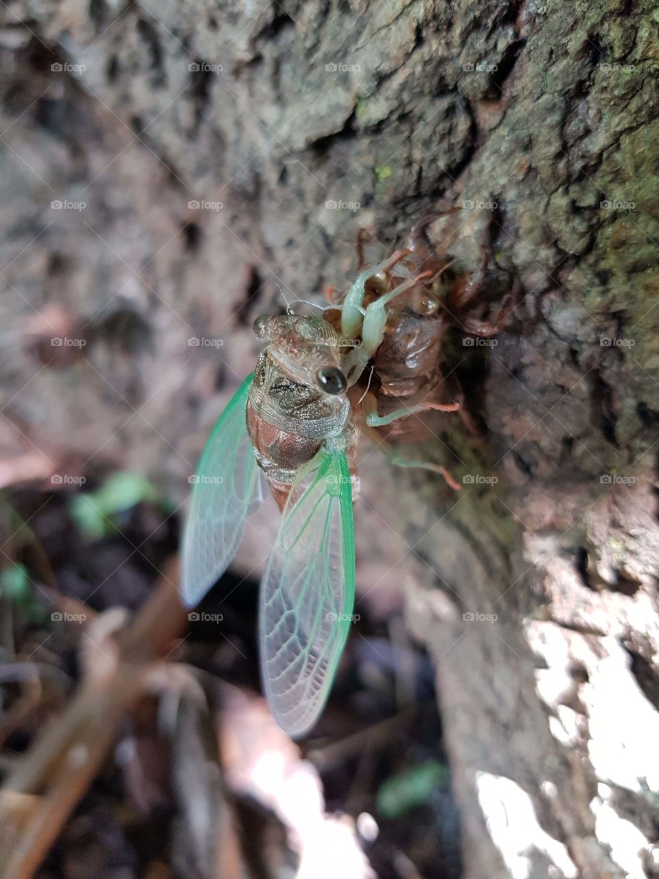 Cicada on a tree bark