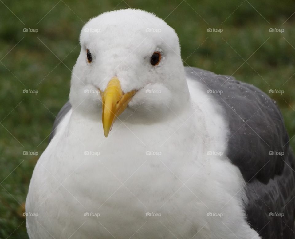Seagull 