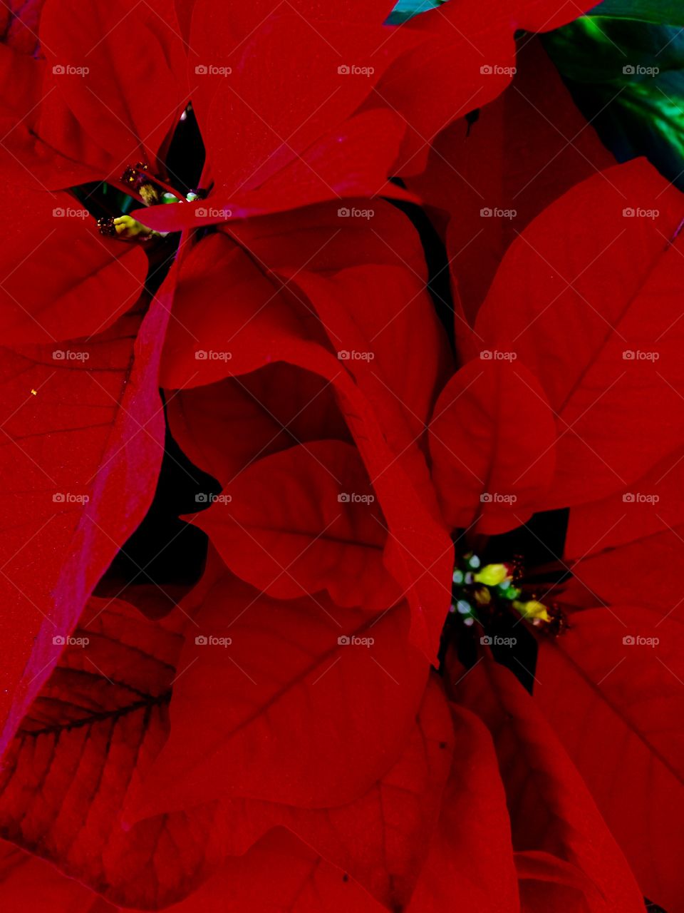 No Person, Leaf, Nature, Flower, Color