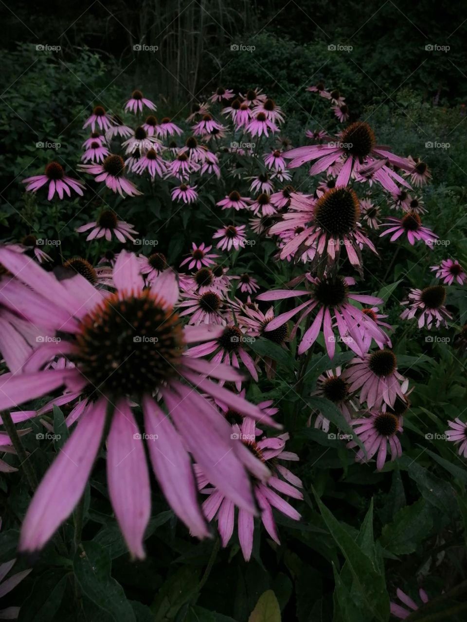 Echinacea