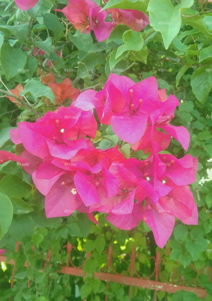 deep pink flower's color-Bougainvillea family, captured using Vivo model 1811_Vivo Y93