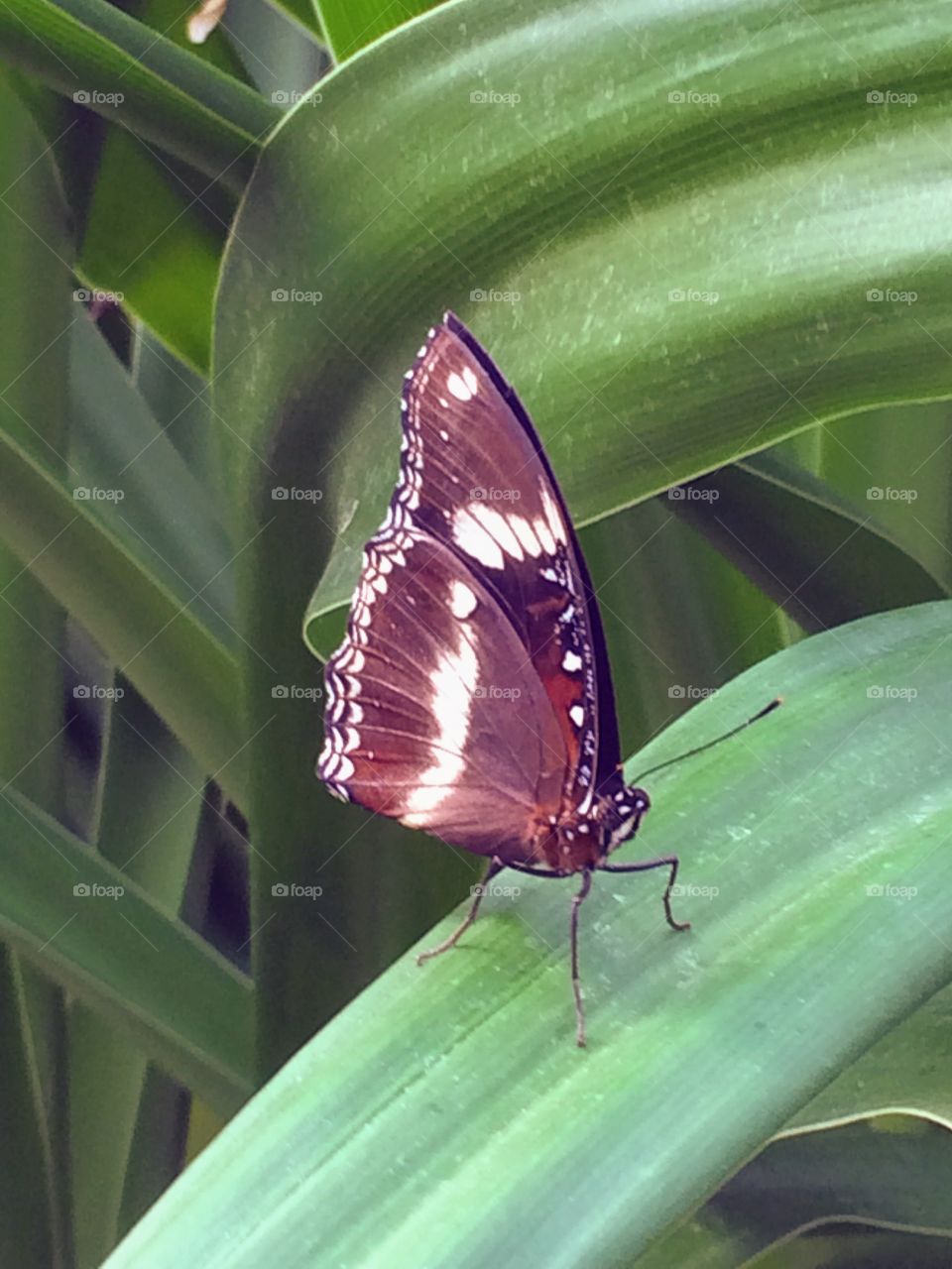Australian butterfly 