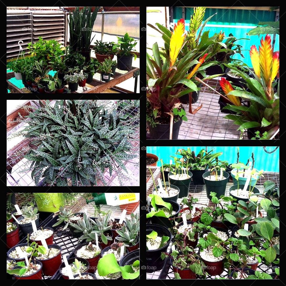 Green house plants