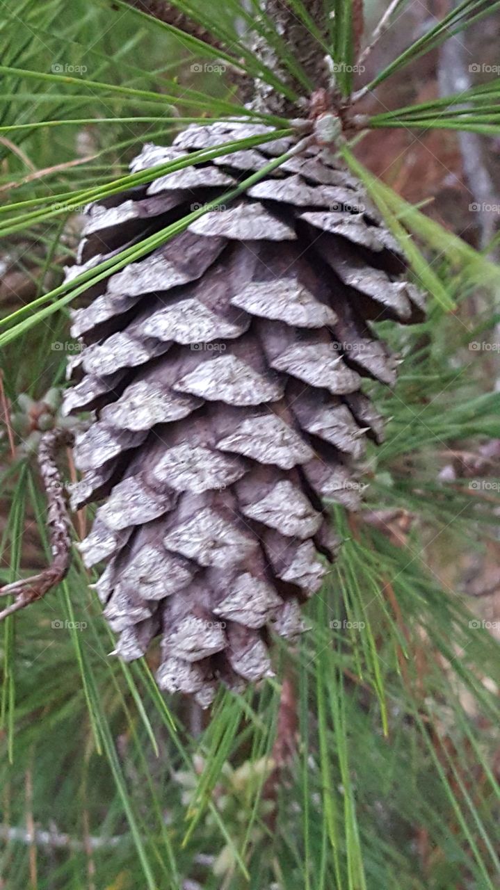 cone