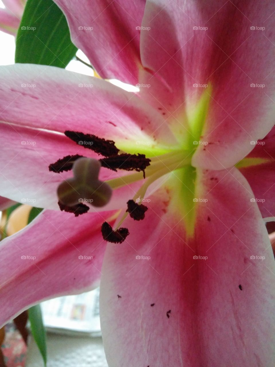 a closeup pic of a colorful pink lily flower in bloom