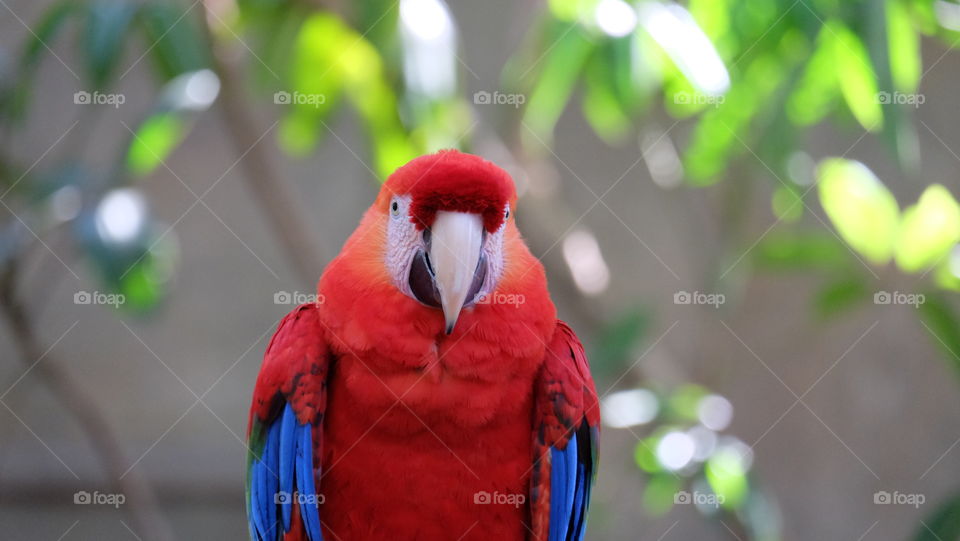 Colorful tropical bird