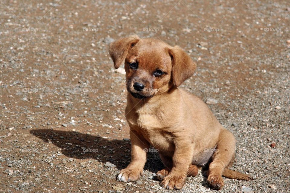 Puppy Love - This puppy seems to be waiting to go home ...