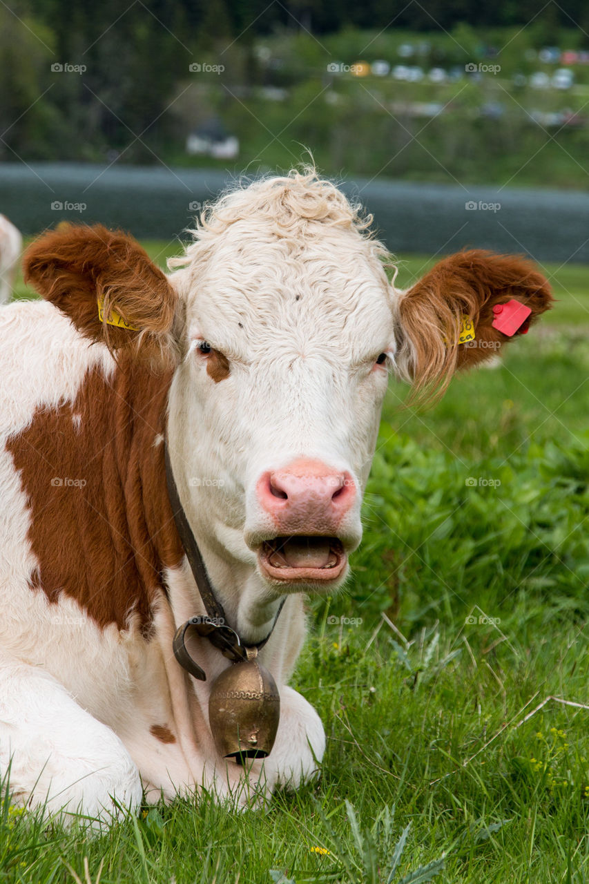 Portrait of cow