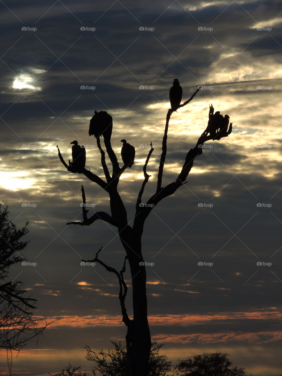 Vultures silhouetted in a dead tree in front of an African sunset