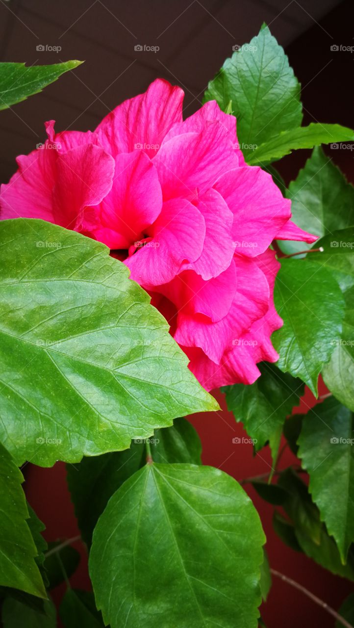 Amazing rose blooming