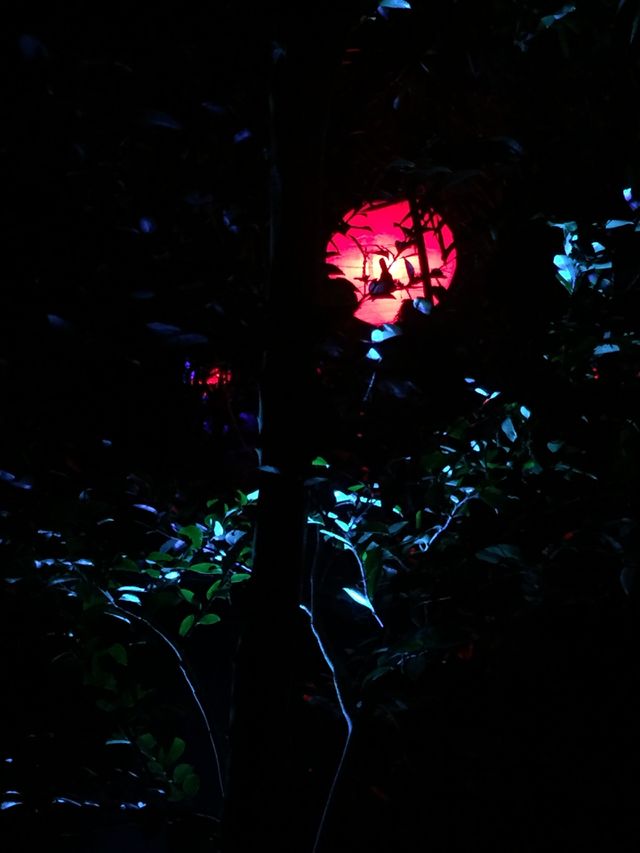 Red Lantern in Foliage 