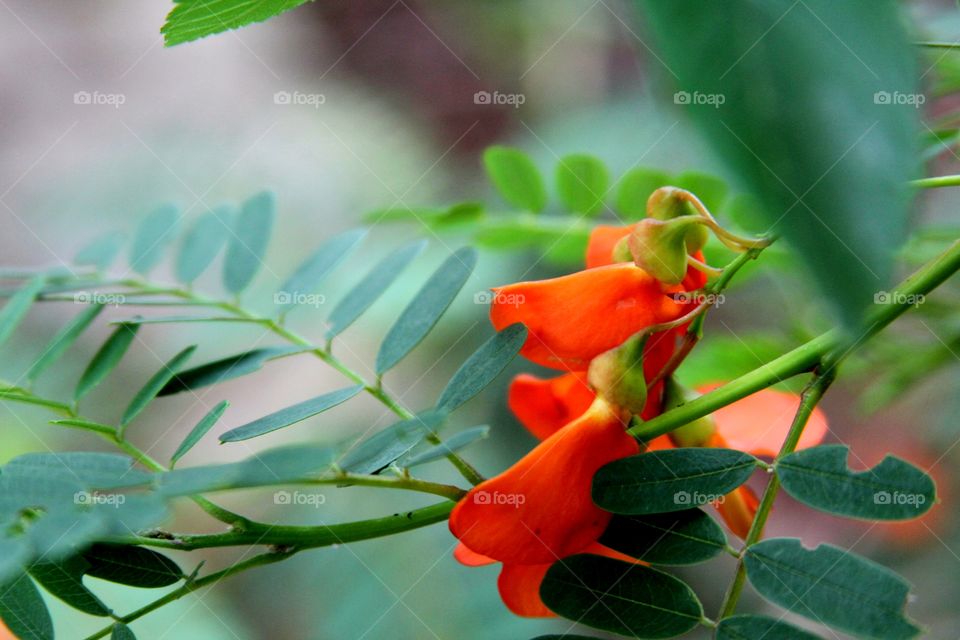 red blossoms.