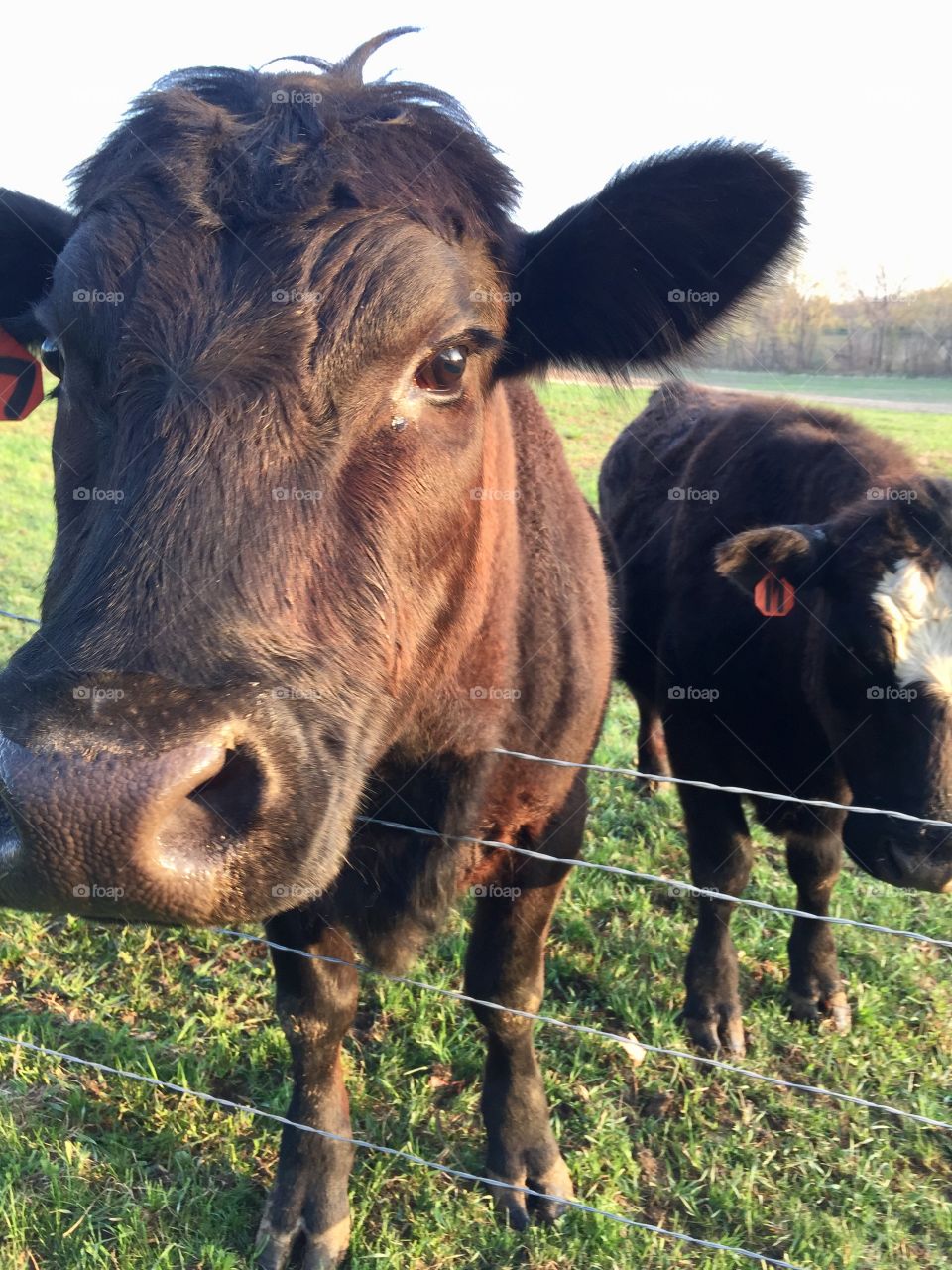 Headshot of two friendly steers by a wire fence in a fresh pasture against a blurred countryside on a bright spring morning 