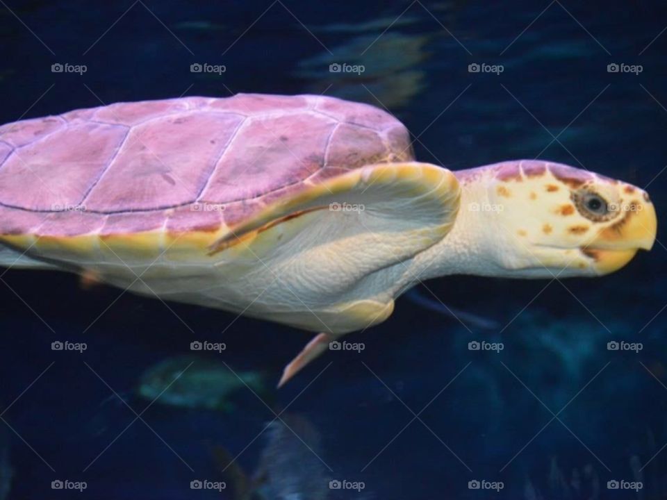 Vibrant. I love sea turtles, and I captured several pictures of them at the SC Aquarium last week in Charleston.