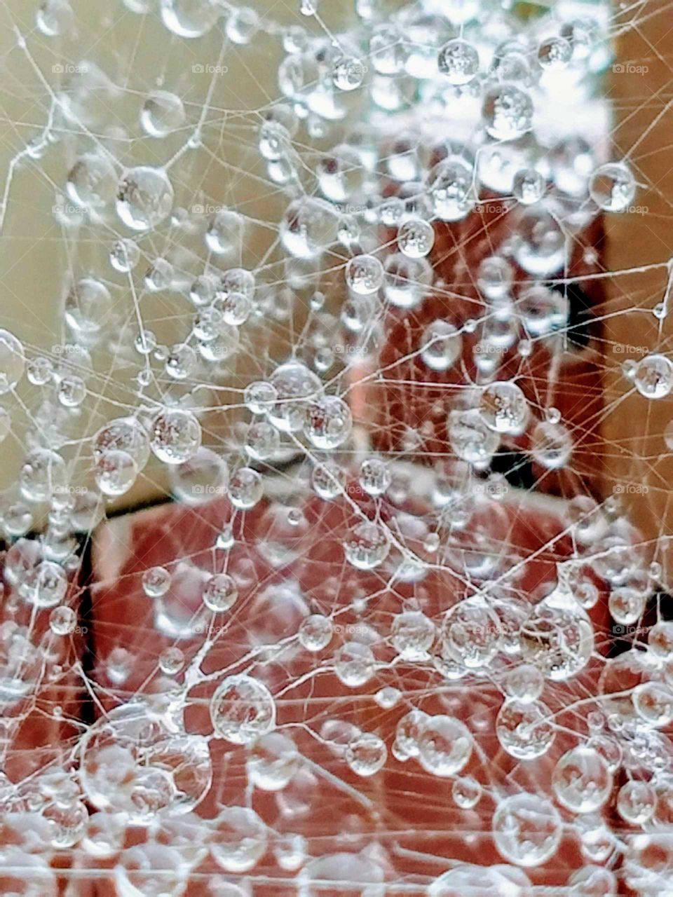 Water Web