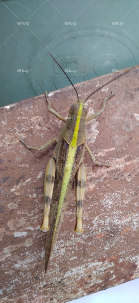 wooden grasshopper