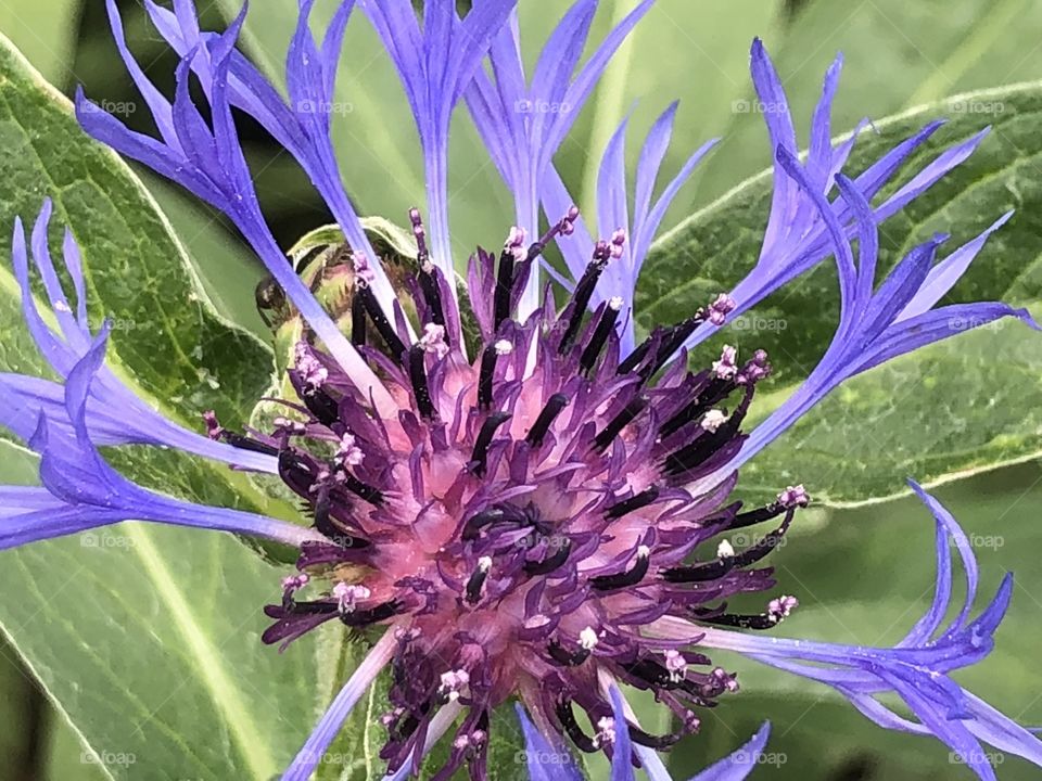 Flower Closeup 