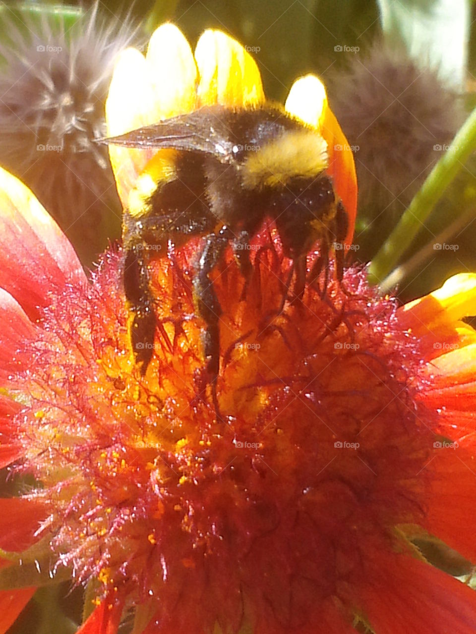 Bee collecting pollen