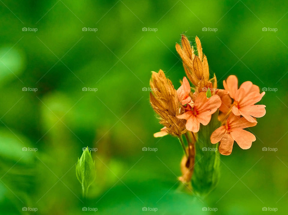 Floral photography - Crossandra