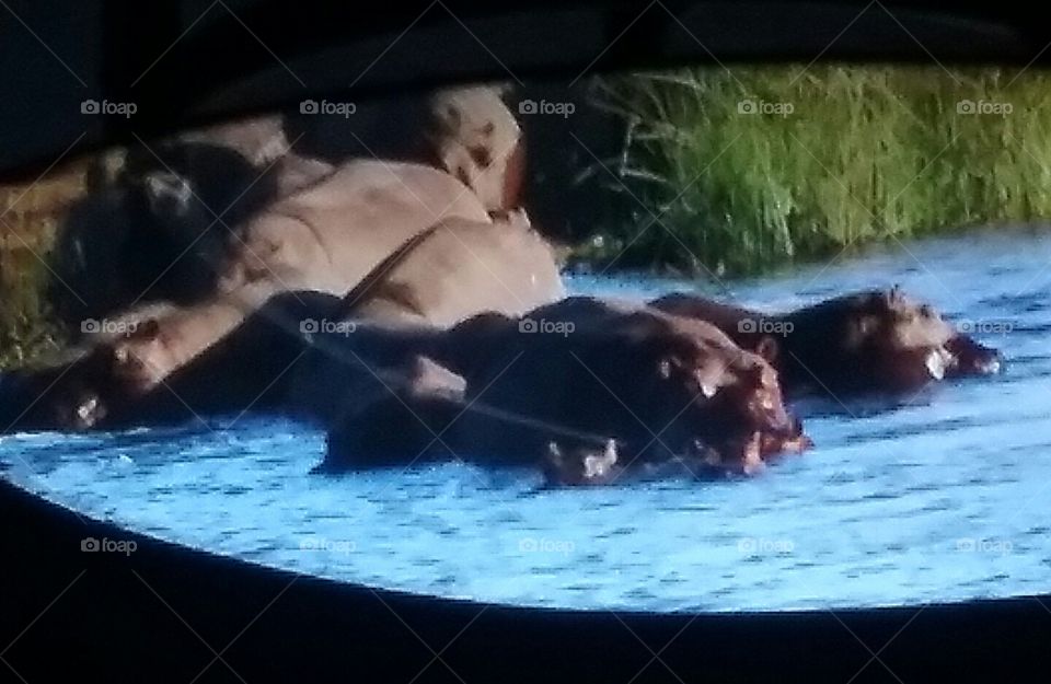 hippos in the water