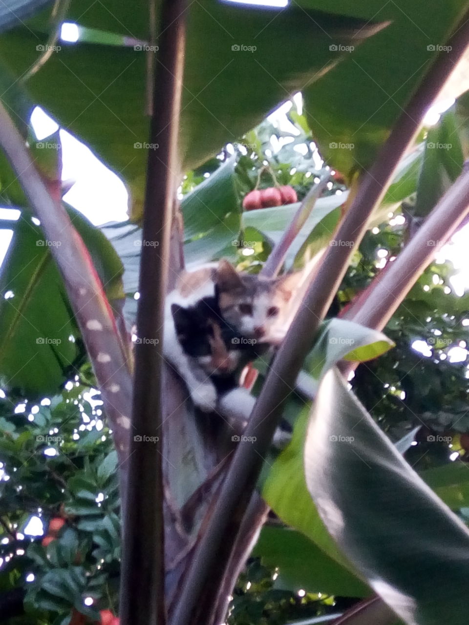 No Person, Monkey, Nature, One, Tree