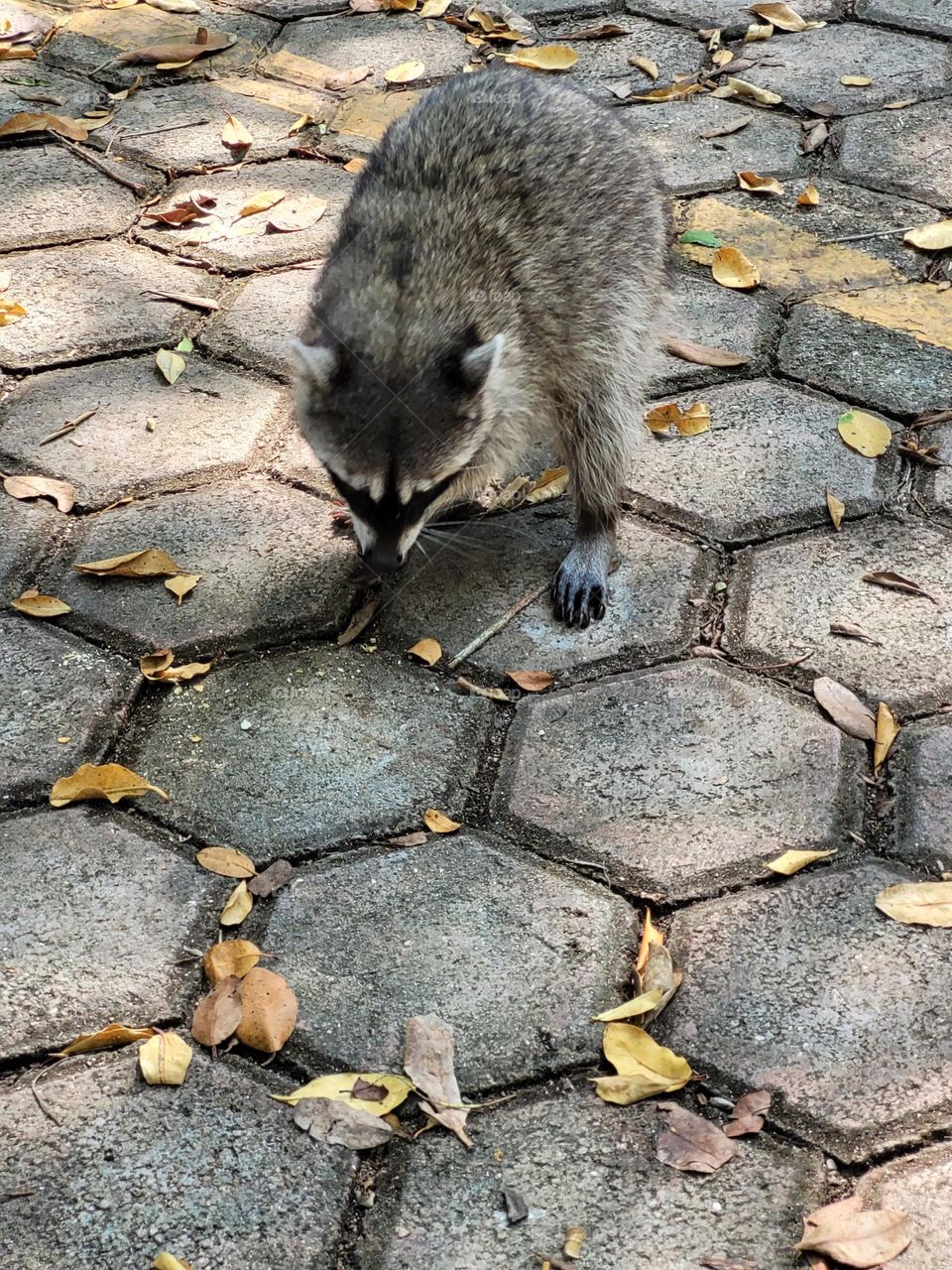 mapache en ciudad