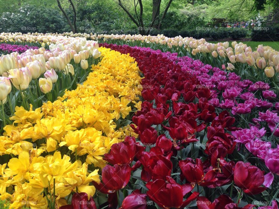 The tulip/ flower gardens in Keukenhof , the Netherlands (holland)