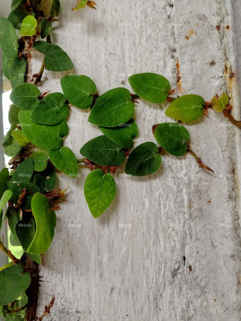 the green can be everywhere