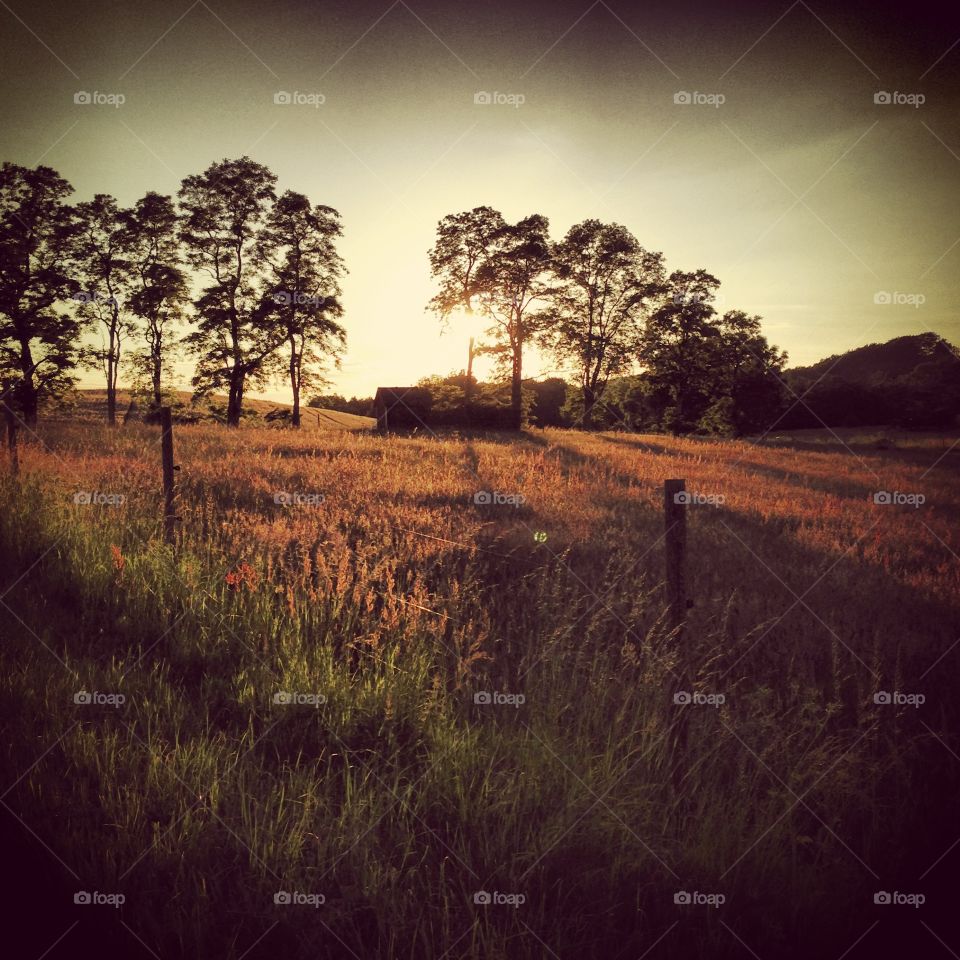 Fields of gold. A field in Skåne, Sweden, just before sunset. 