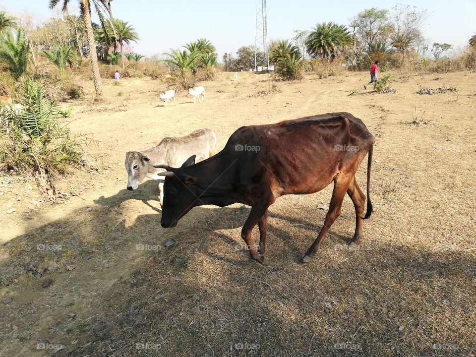 cow