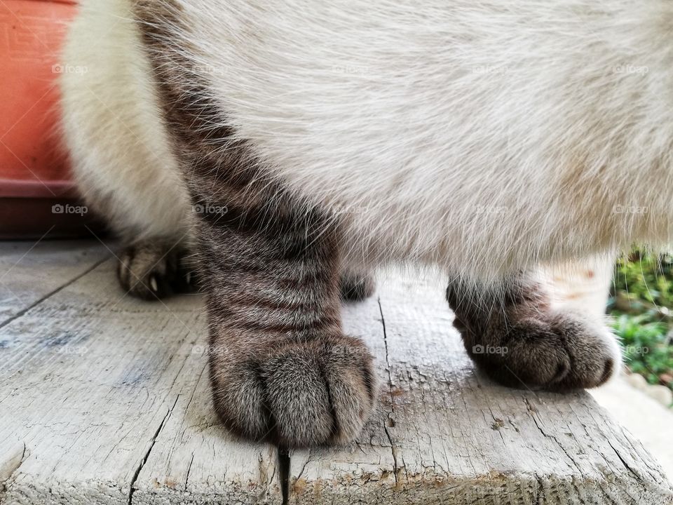 detail of the cat's paw