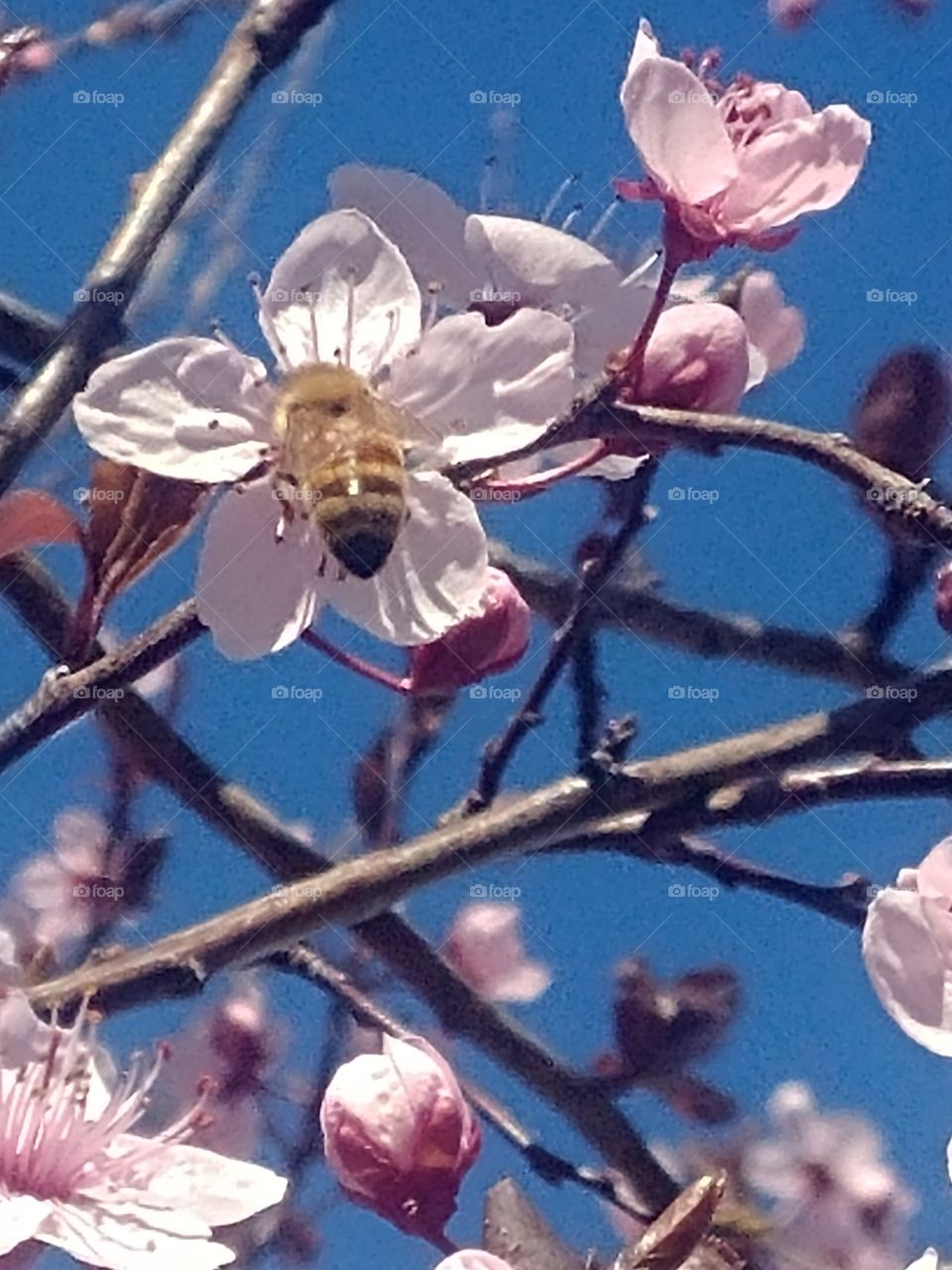 you know it is spring when you see the bees collecting the nectar off the flowers
