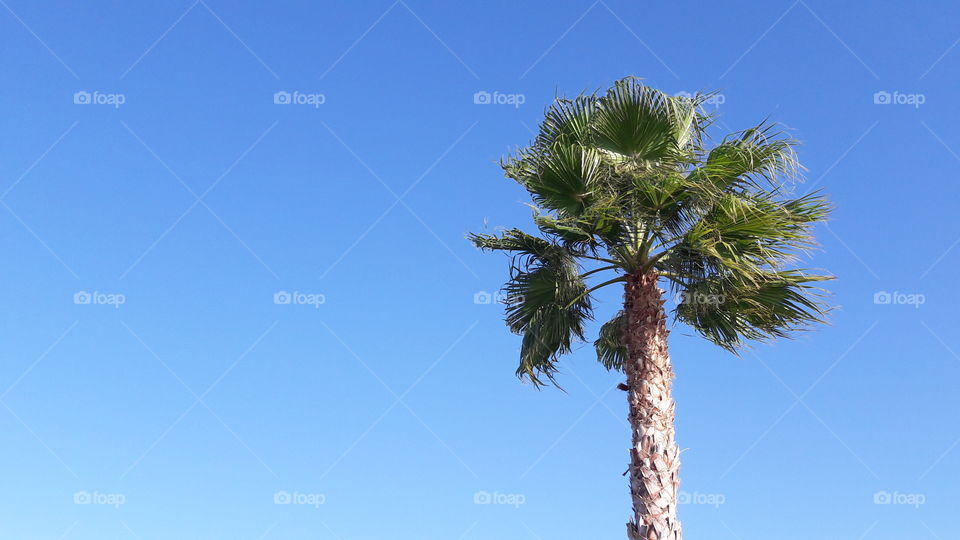 palmera wachintona