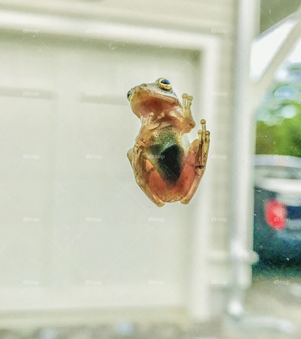 A splendid view of a tree frog