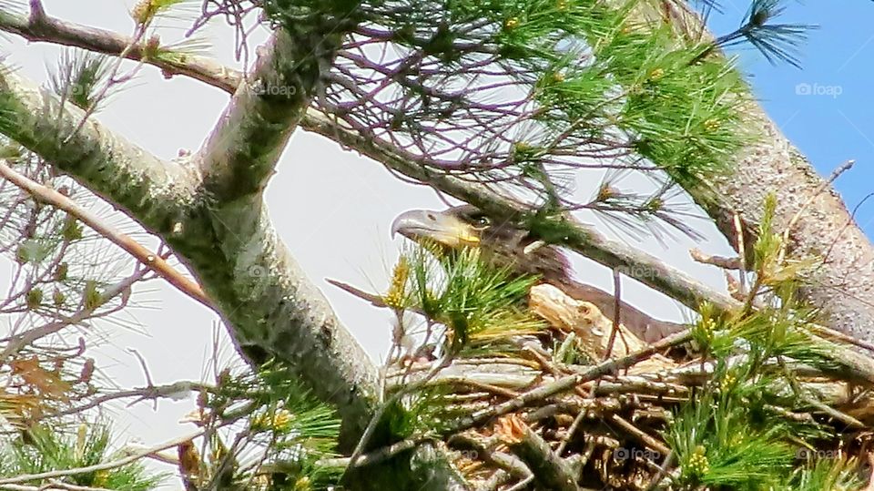 Eaglet in his nest