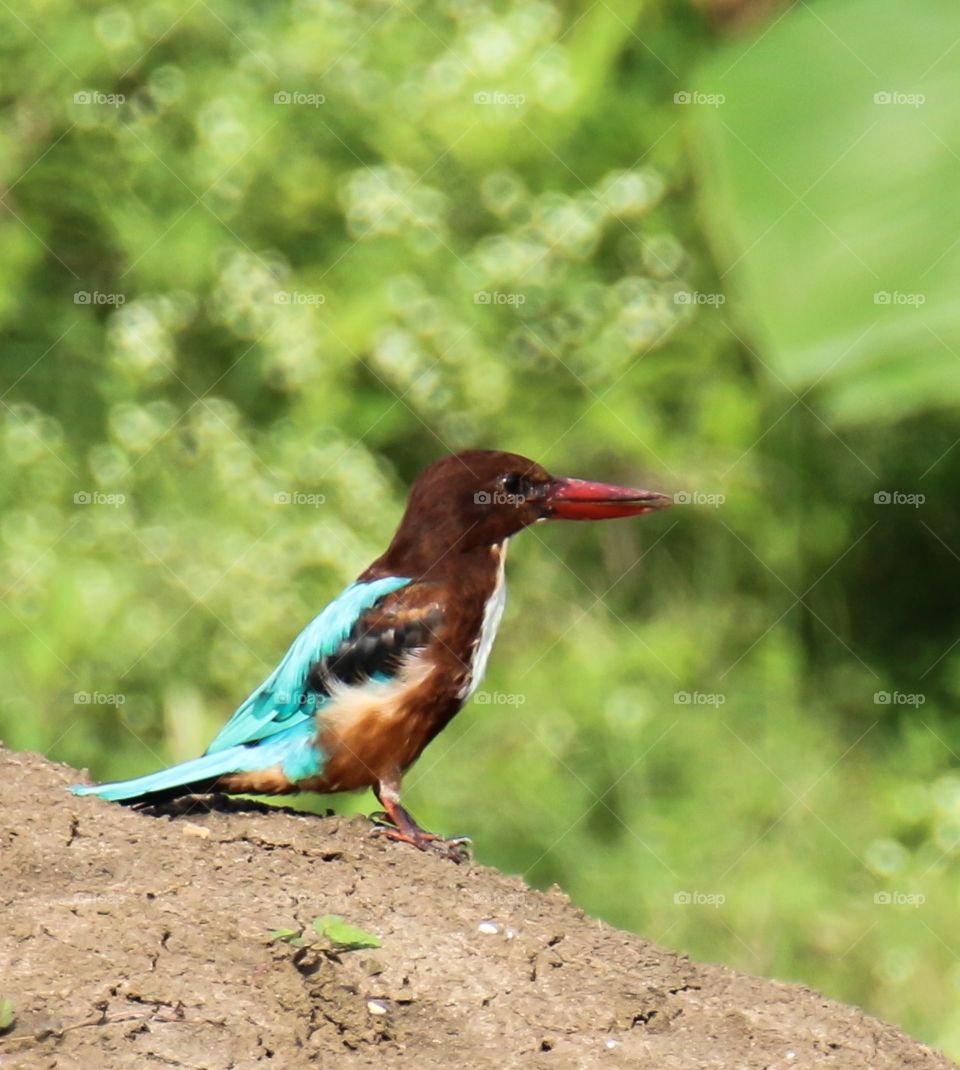 King fisher 

Kingfishers are generally shy birds, but in spite of this, they feature heavily in human culture, generally due to the large head supporting its powerful mouth, 