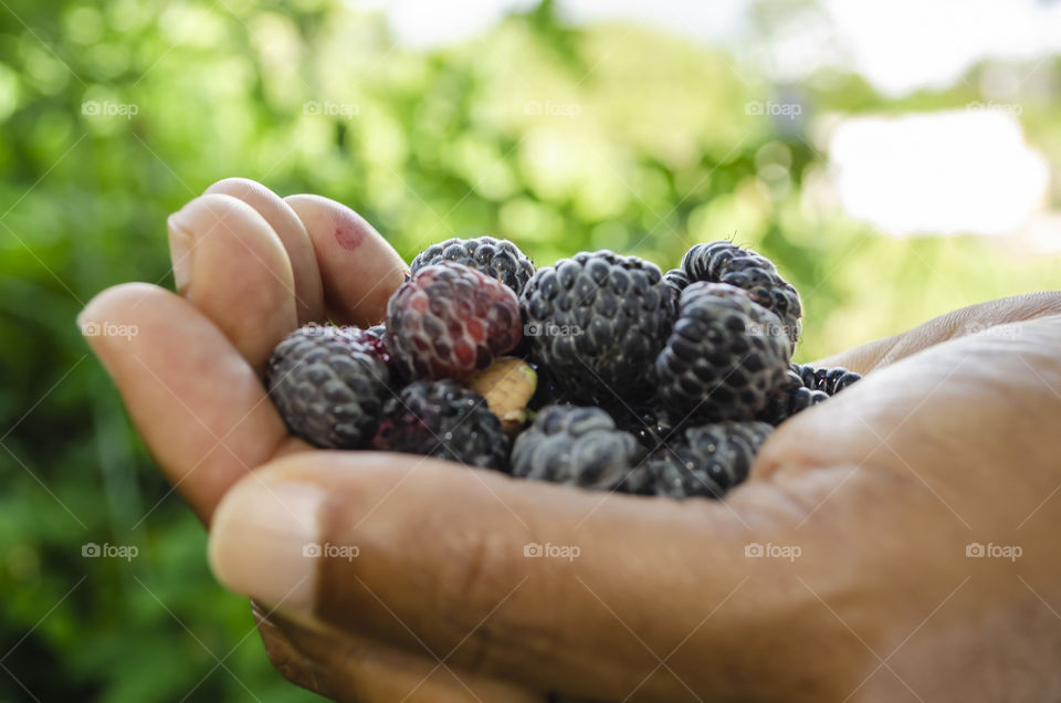 Hand Filled With Blackberries
