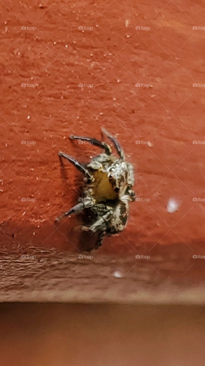 Tiny spider perspective view